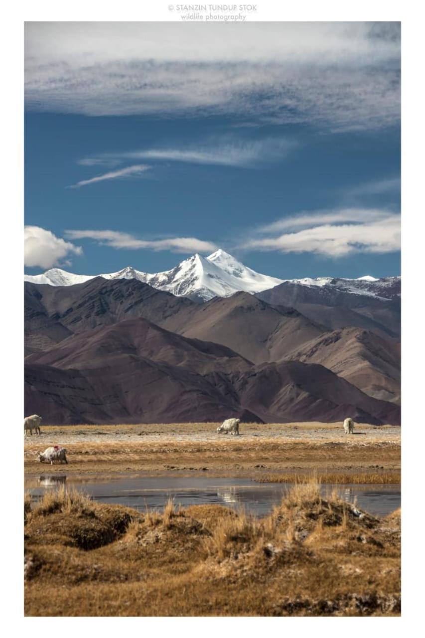 Horzay Stays Leh Buitenkant foto